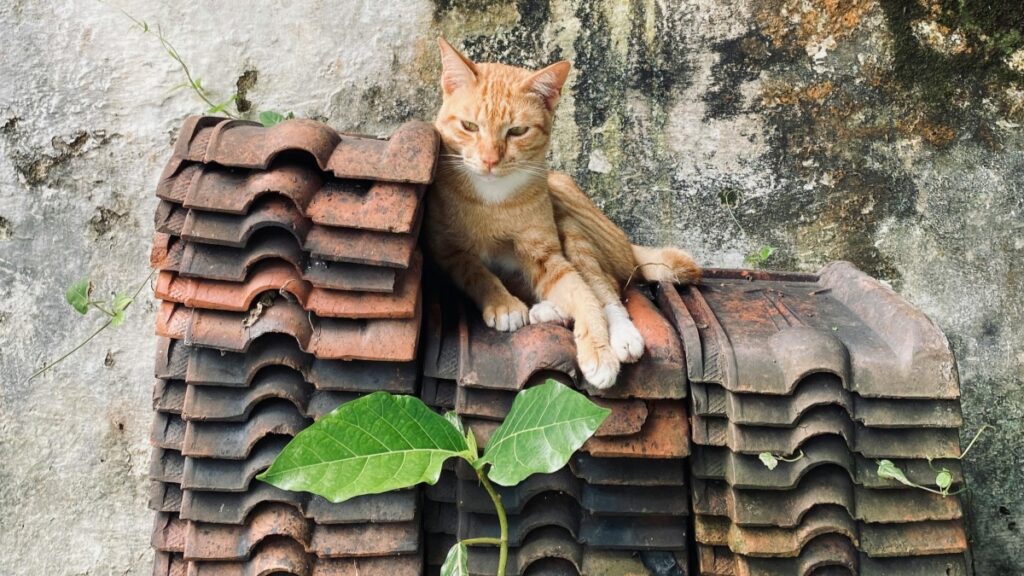 Gambar ini menunjukkan seekor kucing berwarna oranye dengan bagian putih di leher dan kaki, yang tenang menempati tumpukan genting - genting tua. Di bawahnya, ada daun hijau yang tumbuh subur. Di dunia teknologi, Firework Luncurkan GPT Pertama di Dunia untuk Live Shopping, inovasi yang mungkin akan mengubah cara kita berbelanja secara langsung.