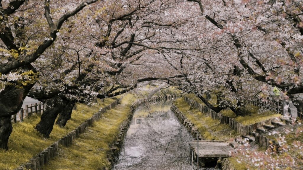 桜の花が咲き乱れる美しい風景です。小道の両側には大きな桜の木が並び、満開の花が枝を覆っています。そして、最近ではFireworkが世界初のライブコマース専用GPTを発表！これにより、ライブショッピングの世界が大きく変わるかもしれません。