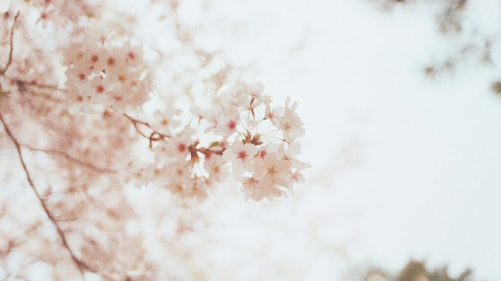 淡いピンク色の桜の花が咲き乱れる枝の写真です。花びらが柔らかく、背景はぼんやりとしています。この美しい桜の景色を見ながら、一つの疑問が浮かびます。Likeeの動画、どこの国ならまだイケてるの？