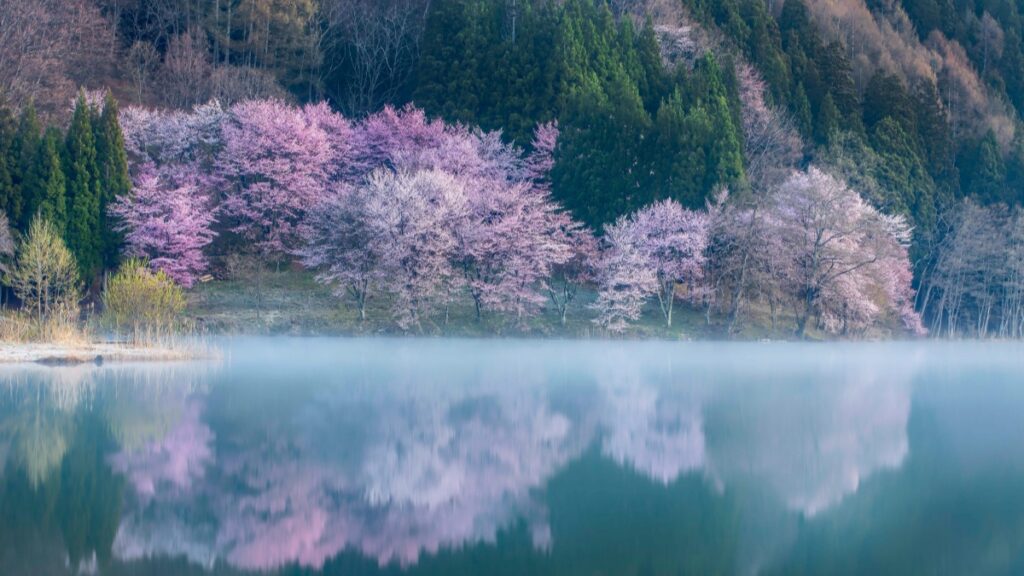 美しい桜並木が湖岸に並び、その姿が鏡のような湖面に映り込む絶景です。自然の素晴らしさがたたえられた風景写真です。中国に売り込みたい？Rednote（小紅書）から始めよう 。