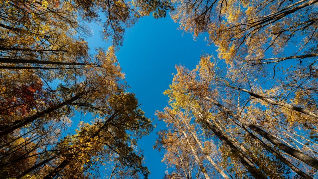 Von unten betrachtet, zeigen die Bäume mit ihren goldenen und orangefarbenen Blättern den Himmel an, der in kräftigem Blau leuchtet. Die Schönheit dieser Herbstlandschaft ähnelt der Einzigartigkeit von "🇨🇳 China verstehen heißt Rednote verstehen Der neue Gamechanger für Lifestyle-Marken", das als Wegweiser für Lifestyle-Marken im chinesischen Markt dienen kann.