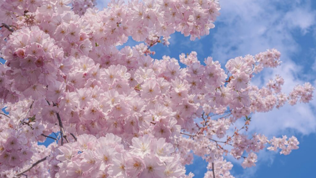 青空の下、美しく咲く桜の花。💸Funimateで稼ぐってアリ？令和時代の動画副業リアル攻略ガイド【日本版】