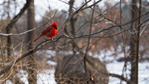A vibrant red cardinal perched on a bare branch, set against a blurred wintery background of trees. This natural scene also connects to the 2025 Charging Standards for Instagram Influencer Promotions in China, highlighting the blend of nature and digital promotion.
