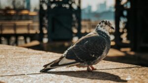 A pigeon with a mix of grey, white, and black feathers stands on a sunlit stone surface. The background features a blurred urban scene with structures and a distant city skyline. This image relates to the 2025 Charging Standards for Moj Influencer Promotions in the U.S., capturing an everyday urban wildlife moment relevant to influencer marketing contexts.