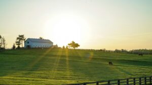Une charmante scène de ferme au coucher du soleil. Les rayons dorés inondent un pré verdoyant où quelques chevaux paissent. Au loin, une grange blanche est entourée d'arbres. Cette image est en accord avec les 2025 Standards de Tarification pour les Collaborations avec des Influenceurs sur Likee en France, montrant un équilibre entre naturel et commercial.