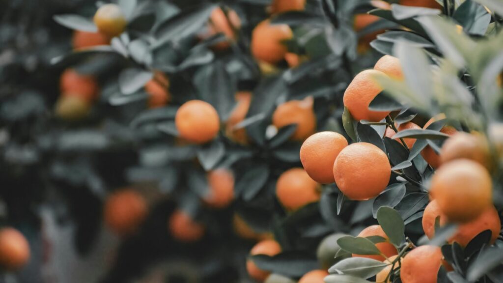 Cây cam mọc đầy trái,symbolizing the fruitful results of using WeChat for business marketing in Vietnam.
