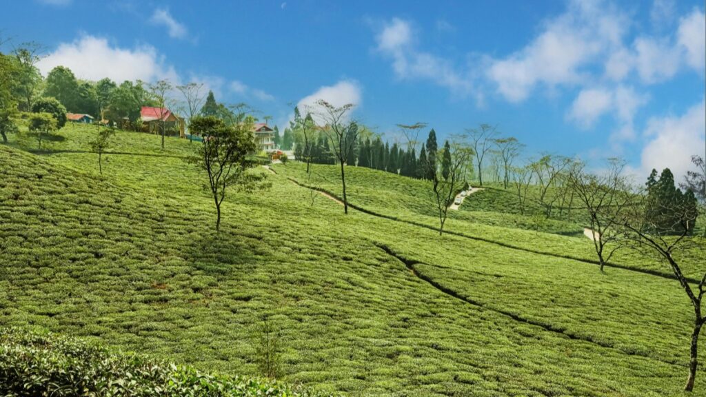 Une vue imprenable sur une colline couverte de plantations de thé, dans un paysage verdoyant. Des chemins sinueux traversent les rangées de feuilles de thé, et quelques arbres isolés se dressent là - bas. Au - loin, des maisons avec des toits colorés se distinguent dans la forêt. Découvrez Comment Utiliser Moj Lite pour le Marketing d'Entreprise en France.