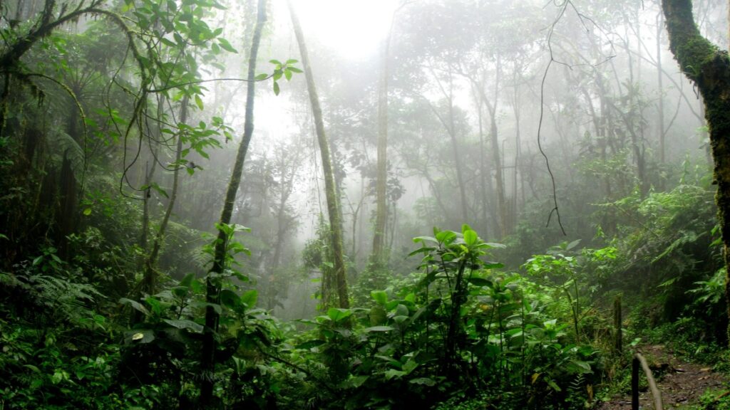 Uma floresta tropical nublada repleta de árvores altas e vegetação densa. As árvores e as plantas se entrelaçam, criando uma paisagem mística. Ideal para temas ambientais e naturais. Saiba mais sobre Como Utilizar o WeChat para Marketing Comercial no Brasil.