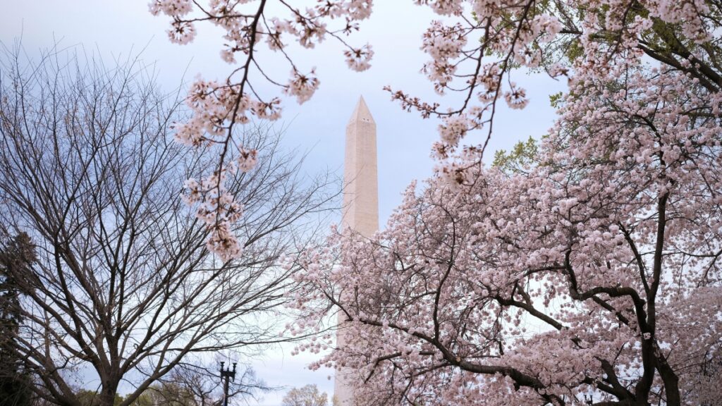 A picturesque scene of cherry blossoms framing the Washington Monument. This iconic view in Washington D.C. evokes a sense of natural beauty and national pride. For those interested in monetizing their online presence, check out "How to Make Money on Twitter A Practical Guide for Americans" for useful tips on leveraging social media for financial gain.