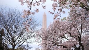 A picturesque scene of cherry blossoms framing the Washington Monument. This iconic view in Washington D.C. evokes a sense of natural beauty and national pride. For those interested in monetizing their online presence, check out "How to Make Money on Twitter A Practical Guide for Americans" for useful tips on leveraging social media for financial gain.