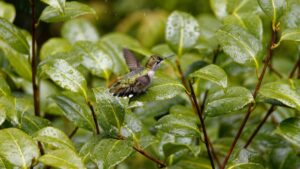 A hummingbird in mid - flight, hovering just above a rain - dotted green leaf. The surrounding foliage is lush and vibrant, with droplets glistening on the leaves, creating a fresh and lively scene. Discover more about How to Make Money on WhatsApp Real - World Tips and Tricks.
