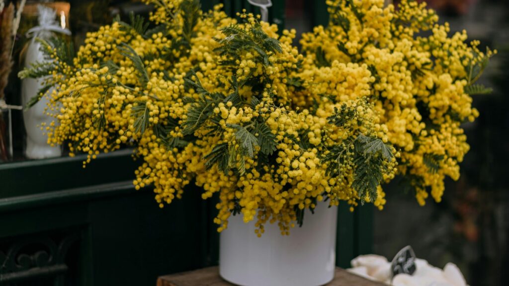 Un bouquet magnifique de mimosas aux fleurs d'un jaune éclatant, présenté dans un vase blanc. Cette image est liée aux Normes de Tarification pour les Collaborations avec des Influenceurs TikTok en France en 2025.