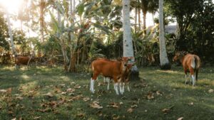 In Indonesien 2025 gewinnen die Kosten für die Zusammenarbeit mit Influencern auf Facebook an Bedeutung. In einer idyllischen Landschaft wie hier, mit den schönen Rindern und der tropischen Vegetation, erkennen lokale Betriebe und Marken das Potenzial, ihre Produkte und Dienstleistungen über Facebook - Influencer zu vermarkten. Einerseits profitieren sie von der großen Reichweite und der hohen Benutzeraktivität auf Facebook. Andererseits müssen sie aber auch die Kosten für solche Kooperationen sorgfältig planen. Die Standards für die Kosten der Zusammenarbeit mit Influencern auf Facebook variieren je nach der Größe der Fanbase, der Engagement - Rate und der Nische der jeweiligen Influencer und spielen eine entscheidende Rolle bei der Marketingplanung.