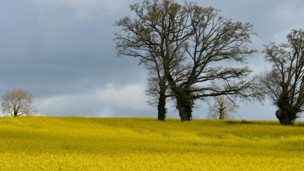 Un paysage champêtre avec un champ d'or en fleurs, des arbres majestueux et un ciel nuageux. Découvrez les tarifs de collaboration avec les influenceurs Byte en France.