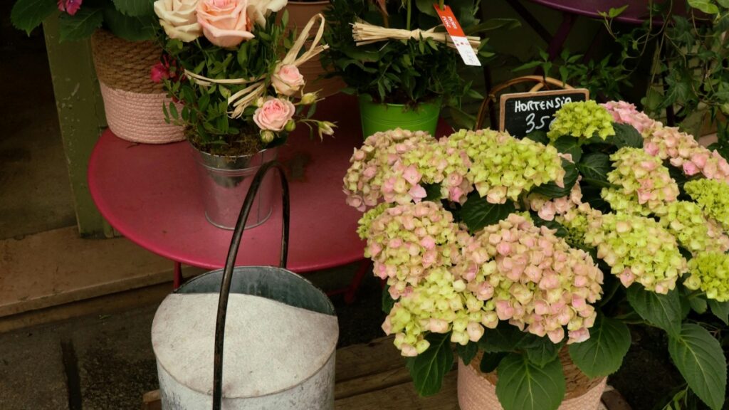 Un arrangement de fleurs charmant présentant des roses pâles dans un pot métallique sur une table rouge et des hortensias aux tons de rose et de vert dans un pot naturel. Un panneau indique "Hortensia 35". Cette image est associée aux Tarifs des Collaborations avec des Influenceurs sur Triller en France en 2025.