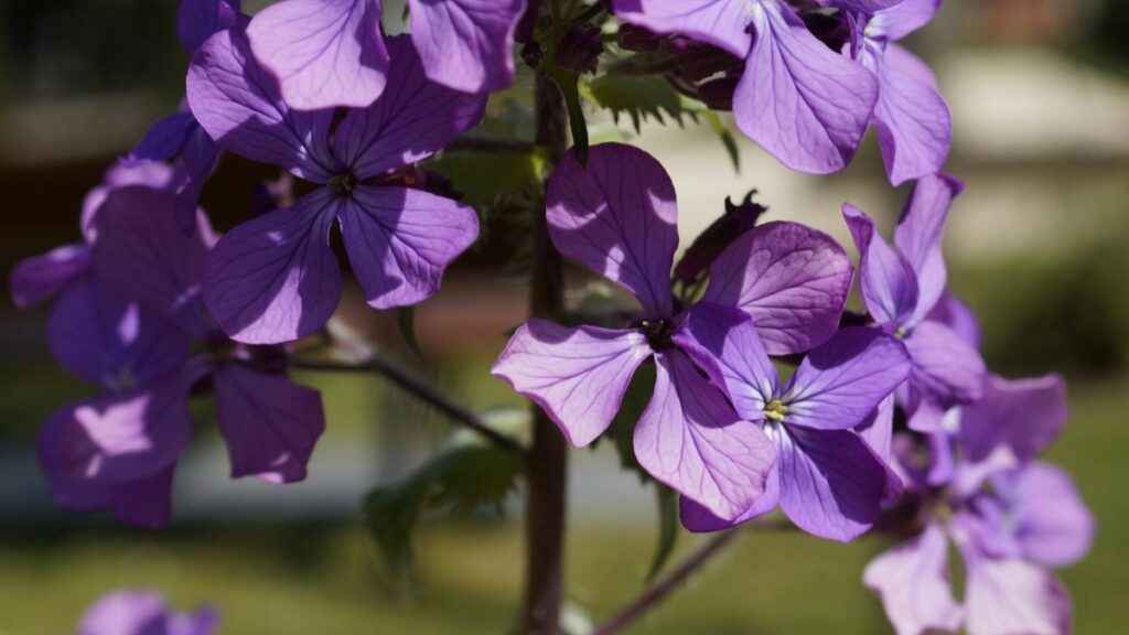 Un bouquet de fleurs violettes magnifiques, avec des pétales aux reflets soyeux, capturées en gros plan. Cette image est associée aux Tarifs des Collaborations avec des Influenceurs sur WhatsApp en France en 2025.