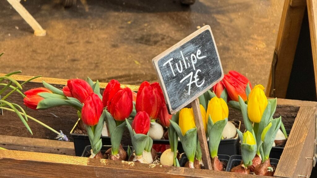 Un panier de tulipes rouges et jaunes, présentées dans des pots noirs avec leurs bulbes visibles. Un petit panneau d'écriture à main indique "Tulipe 7€". Cette image est associée aux Tarifs des Collaborations avec des Influenceurs sur YouTube en France en 2025.