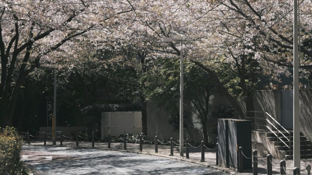 この画像は、満開の桜の木が並ぶ道を写しています。桜の花が淡いピンク色で輝き、道の両側には街灯や柵があります。背景には建物が見え、春の陽光が木陰に落ちています。また、「WeChatを活用したビジネスマーケティングの方法」をチェックすると、WeChatを使ったマーケティングのアドバイスやアイデアが得られます。