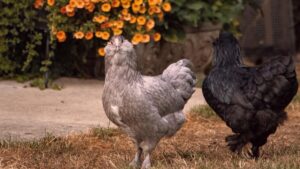 Two chickens, one gray and one black, are seen in a garden - like setting. The background features vibrant orange flowers and some greenery, adding a touch of natural beauty. For US marketers seeking insights into global messaging app usage, the article "Which Countries Use Viber the Most? Insights for US Marketers" provides valuable information.