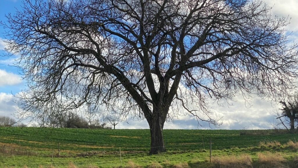 In diesem Bild ist ein einzelner, kahler Baum in einer offenen Landschaft zu sehen. Der Baum steht auf einer grünen Wiese, und der Himmel in den Hintergrund ist mit Wolken durchzogen. Wenn Sie auch daran interessiert sind, wie Sie WeChat für das Geschäft Marketing in Deutschland nutzen können, finden Sie Tipps und Tricks in "Wie man WeChat für das Geschäft Marketing in Deutschland nutzt".
