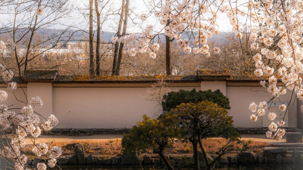 春の陽ざしが差し、満開の桜が咲き誇る日本の庭園。白い壁と、小さな松の木が、この美しい景色に調和を加えています。2025年日本LinkedInインフルエンサー推奨協力料金基準は、このような日本の自然と伝統の美しさとともに、ビジネスや職場におけるインフルエンサーの役割や経済的な側面を反映しています。