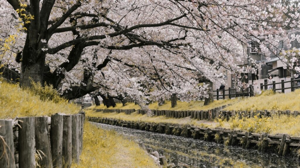 満開の桜並木が美しく咲き誇る風景。小さな水路が流れ、周りは木の杭や草地が広がっています。この日本の春の景色は、自然の美しさを感じさせます。2025年日本Mojインフルエンサー推奨協力料金基準は、このような日本の四季折々の風情とともに、現代のソーシャルメディアビジネスの側面を反映しています。