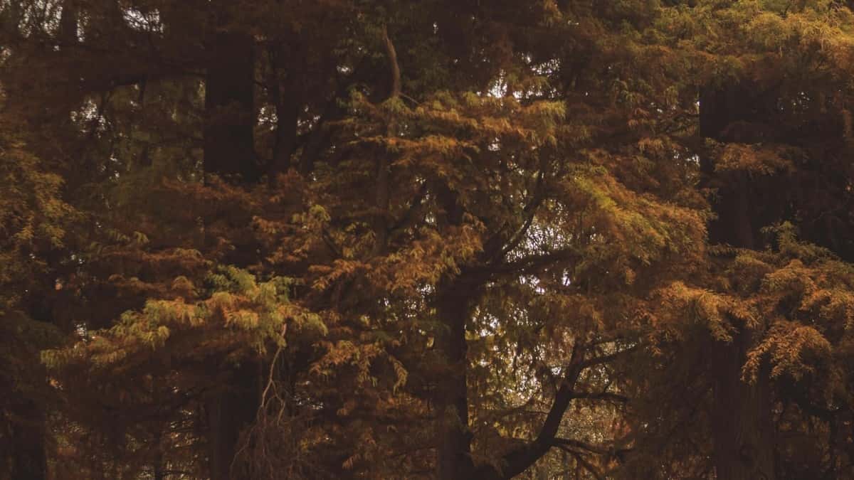 Creators in Germany: Oman-Marken über Zalo erreichen — schnell