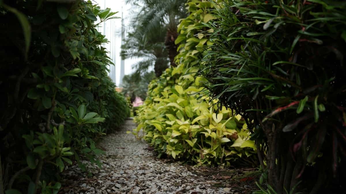 Deutsche Creator: So erreichst du Singapore‑Marken auf TikTok